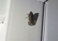 Melanoliarus placitus