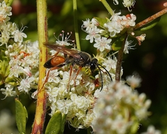 Sphex ichneumoneus
