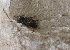 Aegomorphus modestus