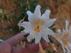 Diplacus grandiflorus