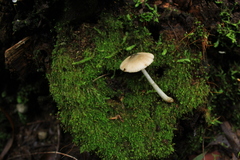 Pluteus