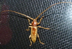 Enaphalodes rufulus