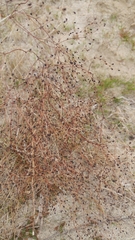 Eriogonum thurberi