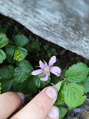 Rubus arcticus