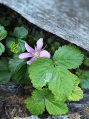 Rubus arcticus