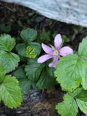 Rubus arcticus