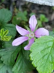 Rubus arcticus