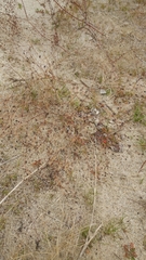 Eriogonum thurberi