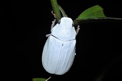 Cyphochilus apicalis