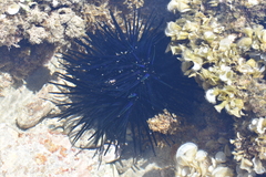 Echinothrix diadema
