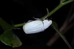 Cyphochilus apicalis