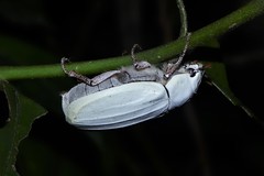 Cyphochilus apicalis