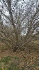 Populus fremontii