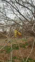 Populus fremontii