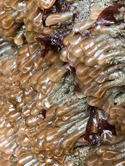 Clavelina