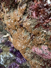 Clavelina