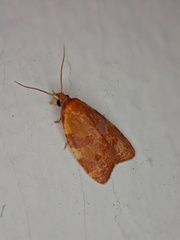 Cenopis diluticostana