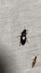 Stenolophus ochropezus