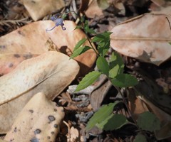 Campanula prenanthoides