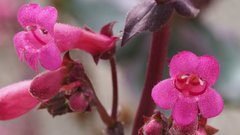 Penstemon clevelandii clevelandii