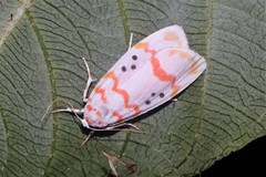 Cyana interrogationis