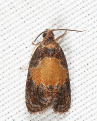 Olethreutes osmundana