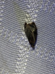 Olethreutes quadrifidum