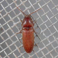 Anchastus rufus