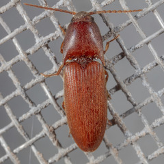 Anchastus rufus