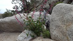 Penstemon clevelandii clevelandii