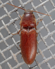Anchastus rufus