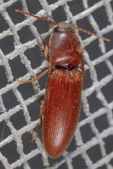 Anchastus rufus