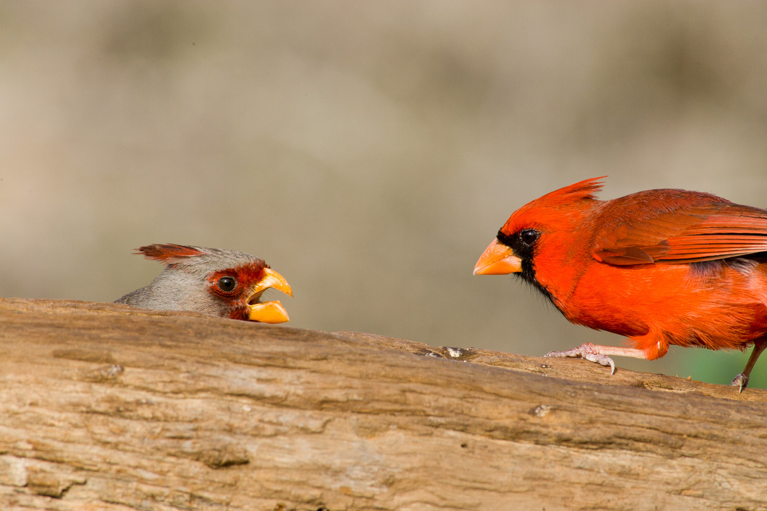 ショウジョウコウカンチョウ属 (属 Cardinalis) · iNaturalist