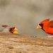 Typical Cardinals - Photo (c) Greg Lasley, some rights reserved (CC BY-NC), uploaded by Greg Lasley