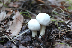 Agaricus xanthodermus