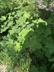 Ribes viscosissimum