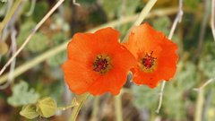 Sphaeralcea ambigua rugosa