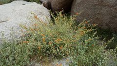 Sphaeralcea ambigua rugosa