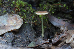 Pluteus nanus