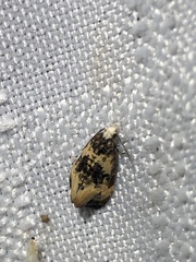 Phalonidia memoranda