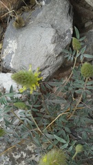 Dalea wrightii