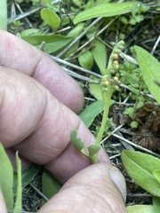 Botrychium minganense