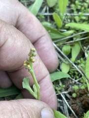 Botrychium minganense