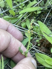 Botrychium minganense