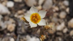 Leptosiphon lemmonii