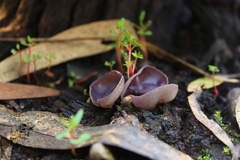 Geoscypha violacea