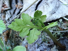 Botrychium pinnatum