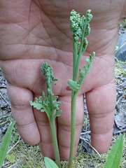 Botrychium michiganense