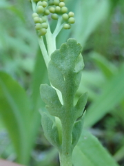 Botrychium michiganense