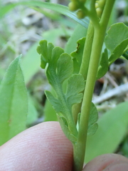 Botrychium michiganense